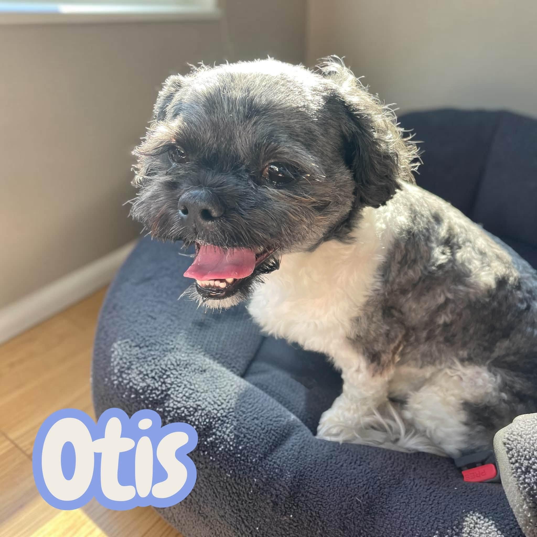 Otis - small best friend - dog/cat/child friendly - house/crate/leash trained, adopted, Adult Male Shih Tzu & Bichon Frise.