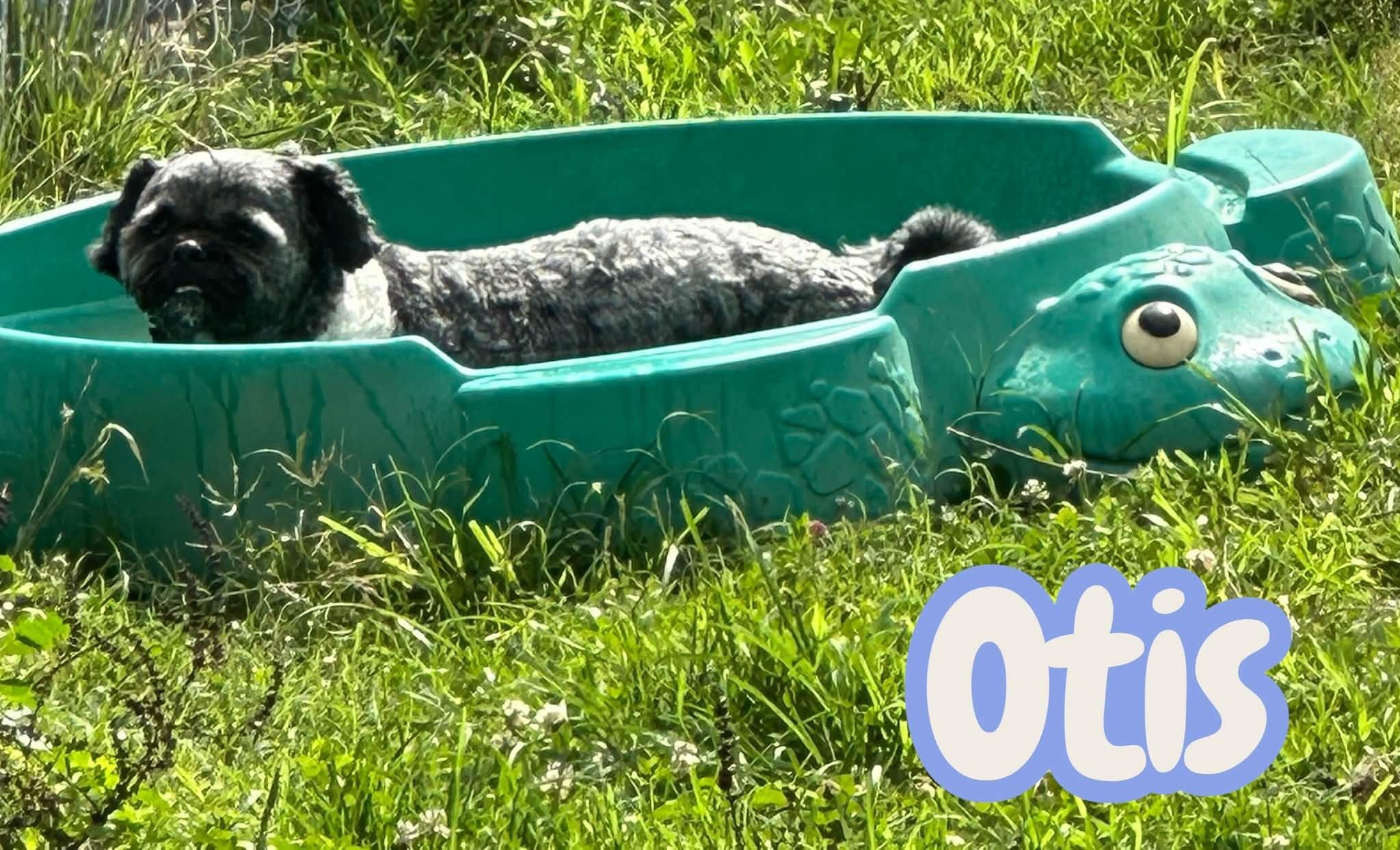 Otis - small best friend - dog/cat/child friendly - house/crate/leash trained, an adopted mixed breed in Harrisburg, PA image 2/2