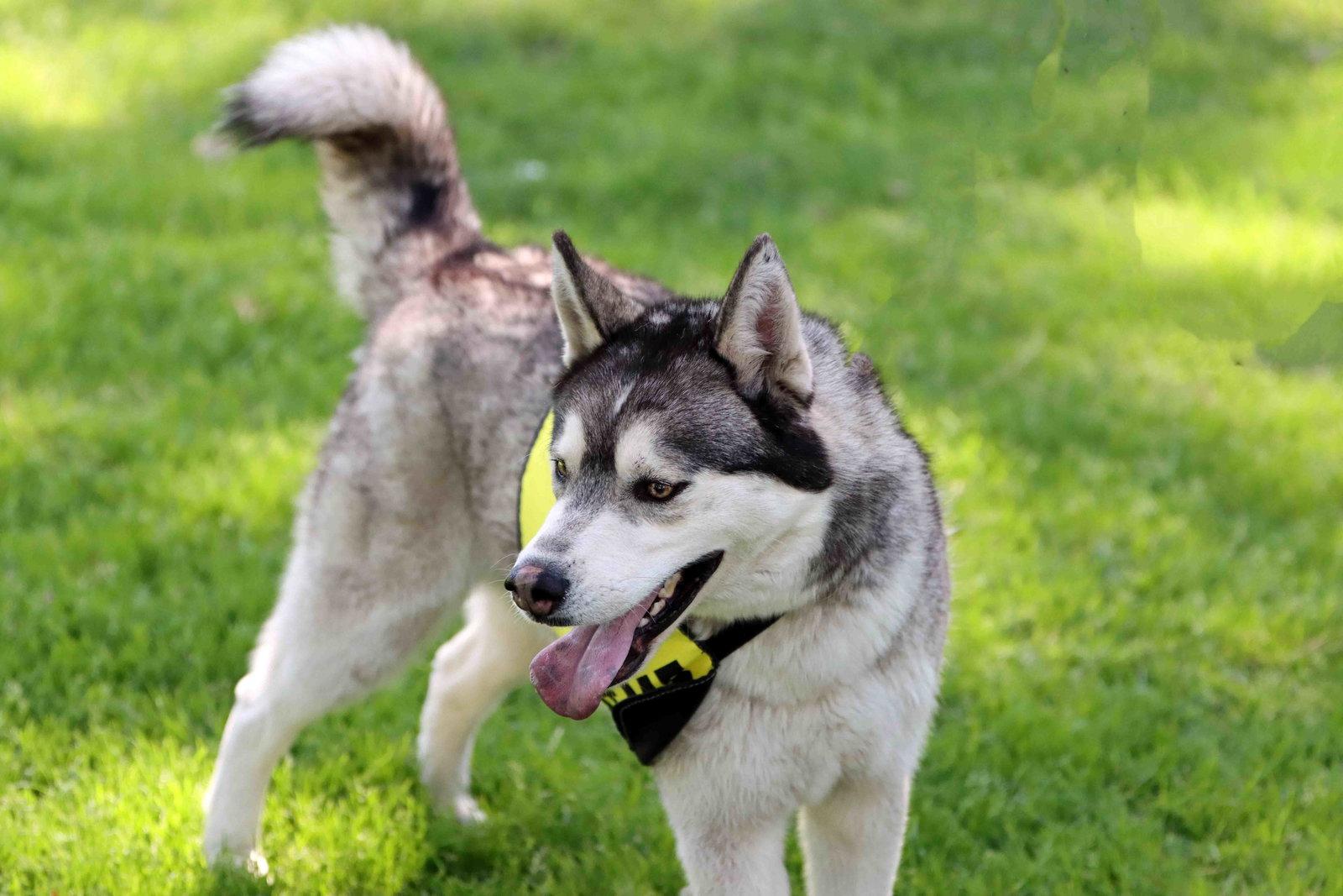 Klaus, Adoptable, Adult Male Siberian Husky.