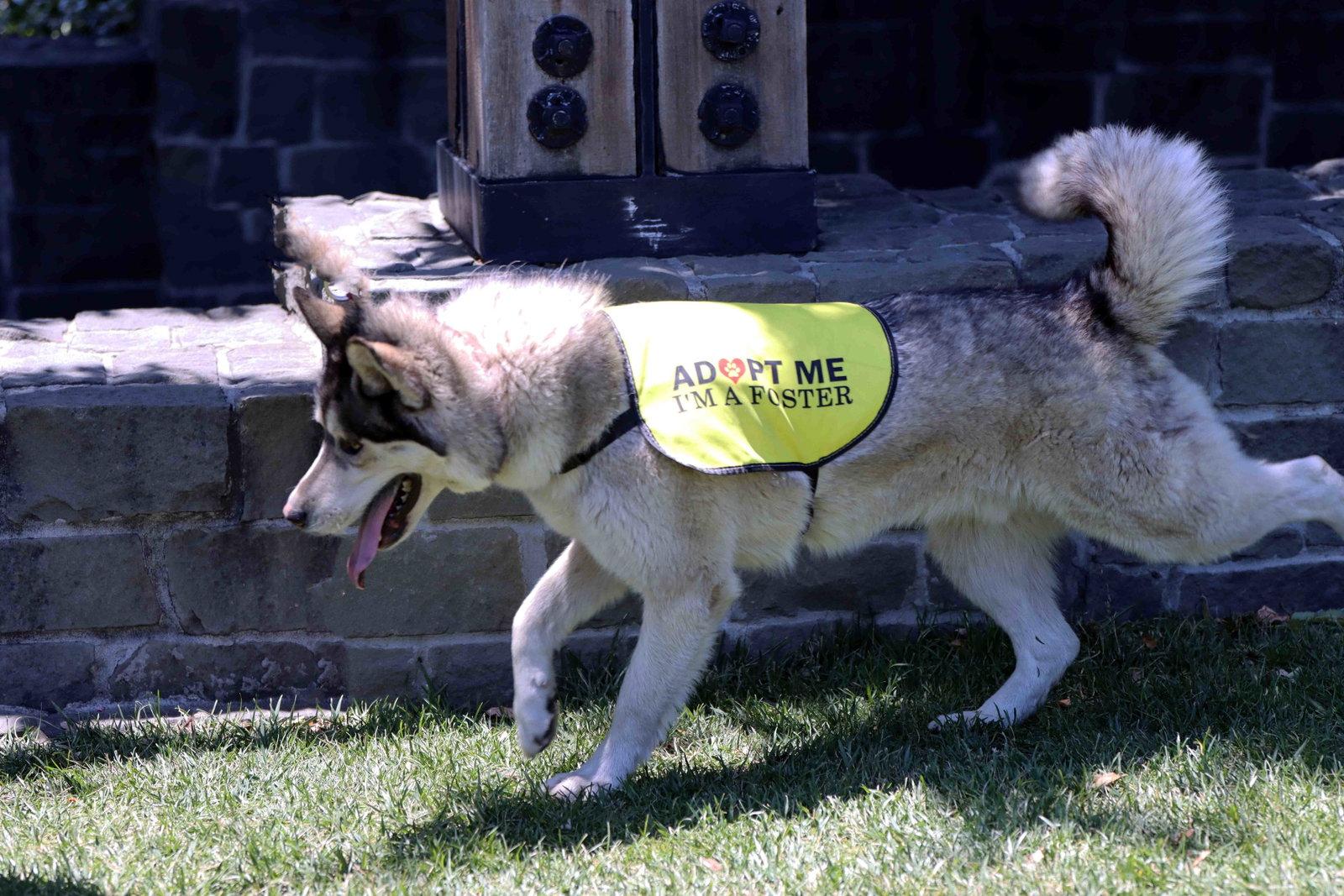 Klaus, Adoptable, Adult Male Siberian Husky.
