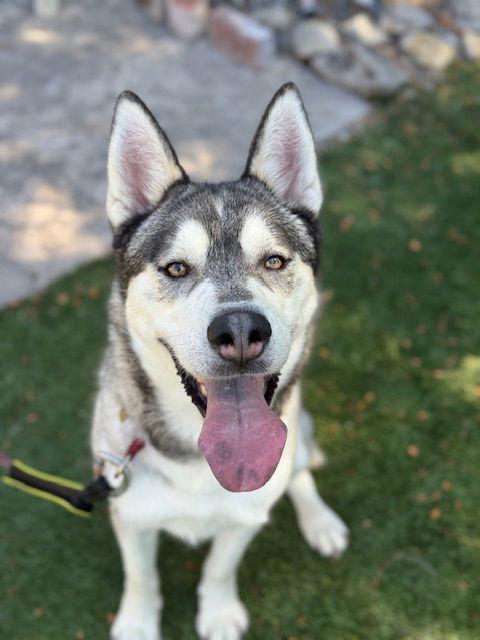 Klaus, Adoptable, Adult Male Siberian Husky.