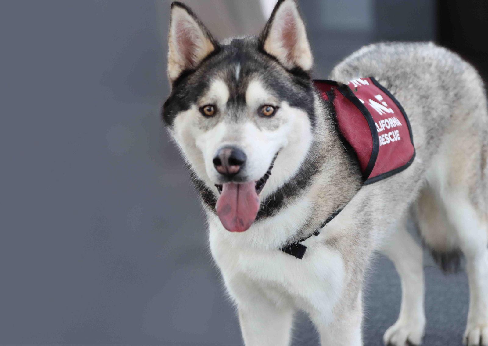 Klaus, Adoptable, Adult Male Siberian Husky.