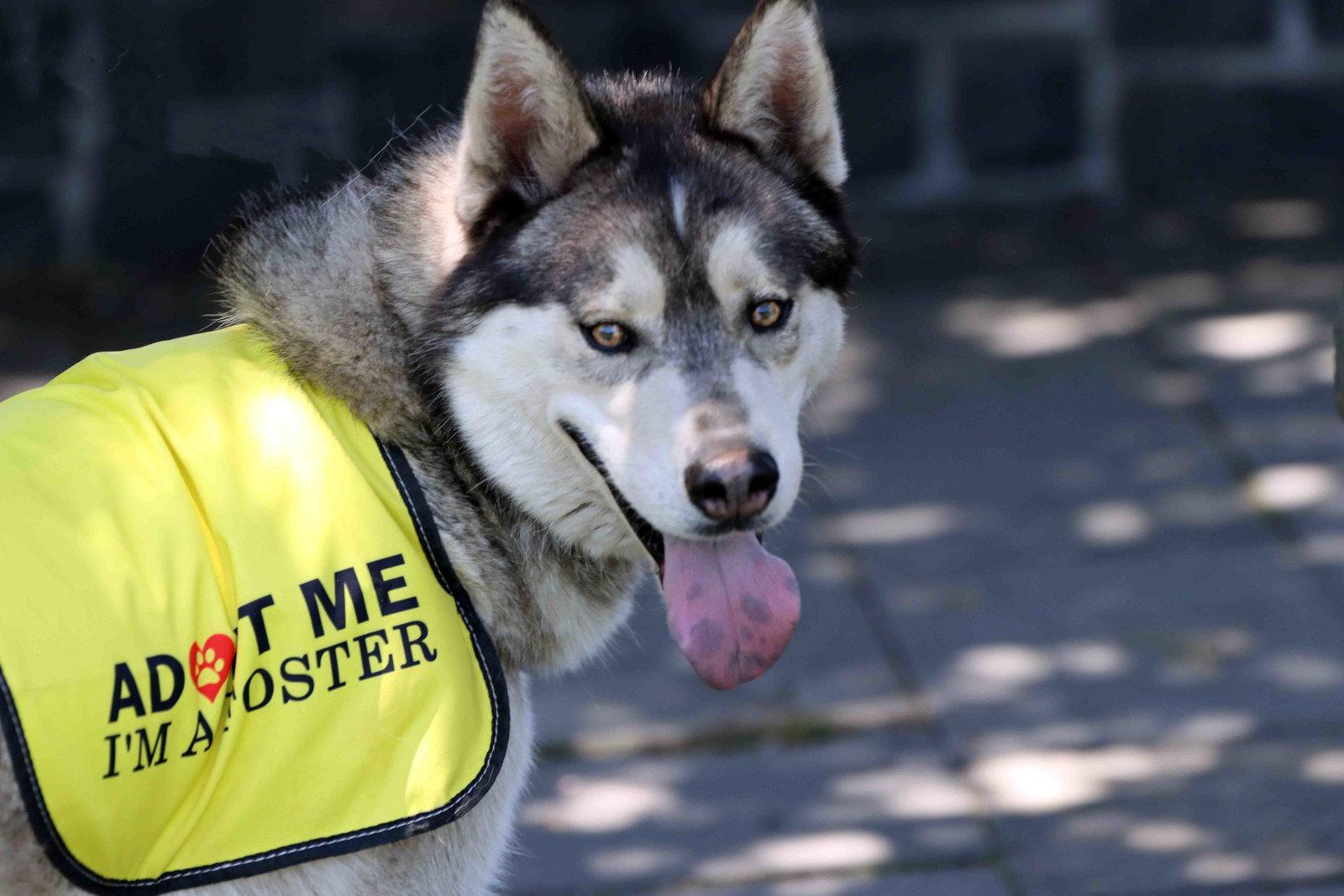 Klaus, a Adoptable Siberian Husky in Walnut Creek, CA image 2/3
