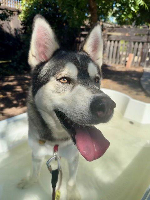 Enlarge Klaus, a Adoptable Siberian Husky in Walnut Creek, CA image 2/3