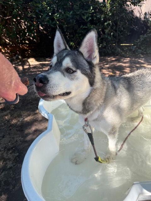 Enlarge Klaus, a Adoptable Siberian Husky in Walnut Creek, CA image 3/3