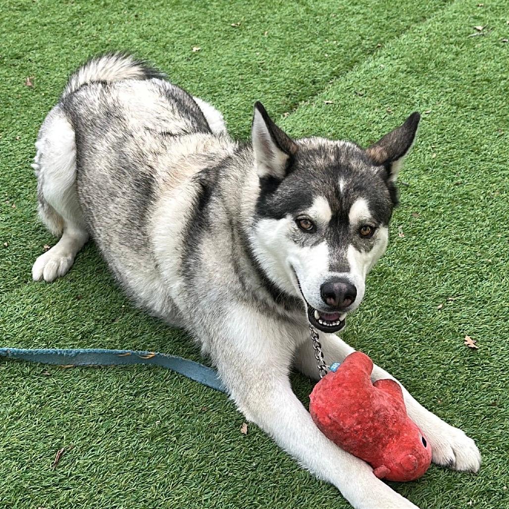 Enlarge Klaus, a Adoptable Siberian Husky in Walnut Creek, CA image 1/3