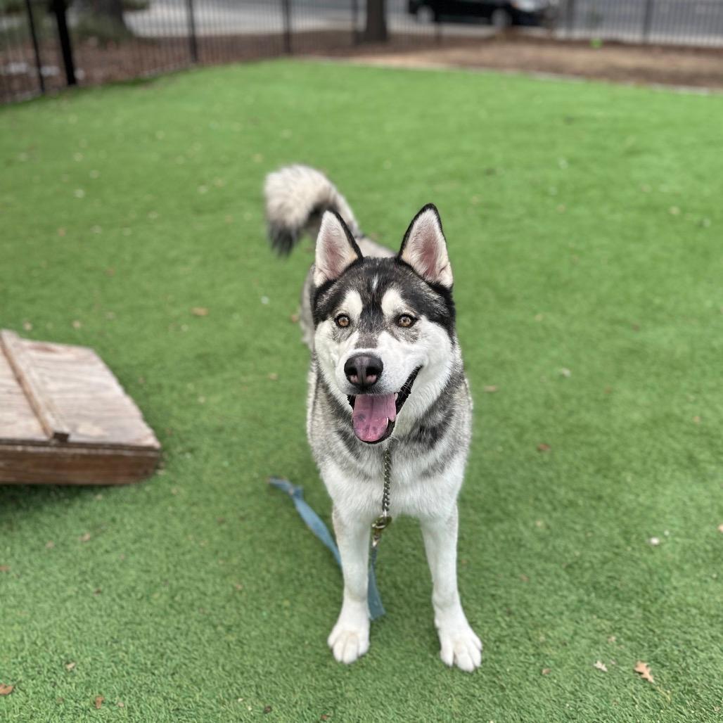 Enlarge Klaus, a Adoptable Siberian Husky in Walnut Creek, CA image 2/3