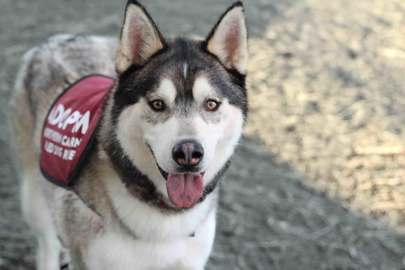 Enlarge Klaus, a Adoptable Siberian Husky in Walnut Creek, CA image 3/3
