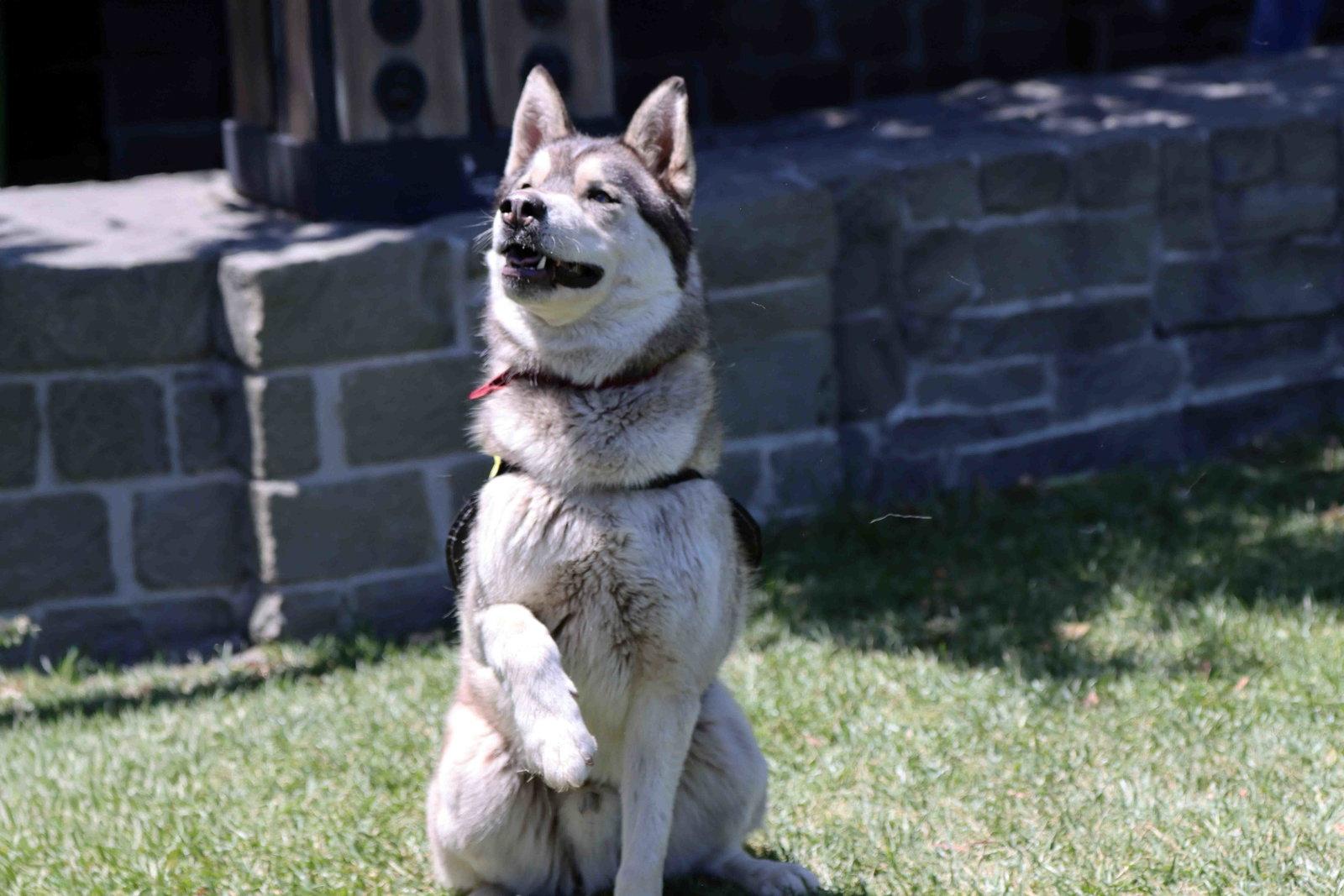 Klaus, a Adoptable Siberian Husky in Walnut Creek, CA image 3/3