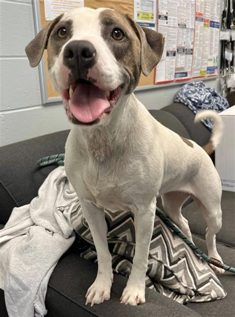 Enlarge NOWHERE, a Adoptable Pit Bull Terrier in Peoria, IL image 1/1