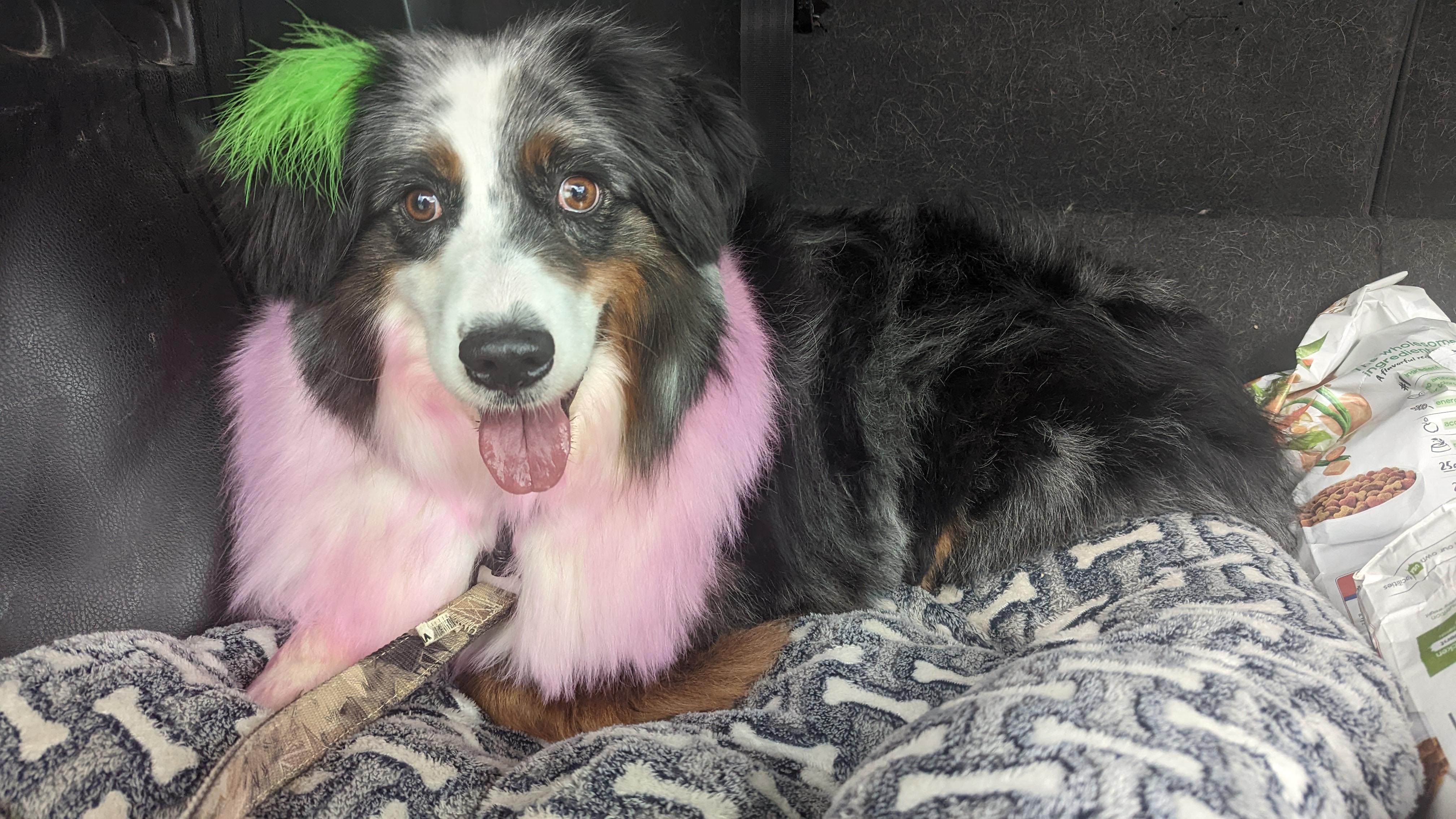Fluffy, a Adopted Australian Shepherd in Castle Dale, UT image 1/5