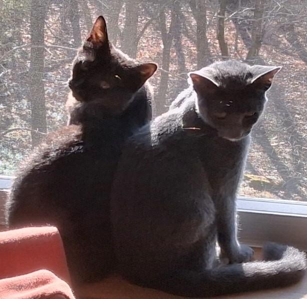 Fluffy (Must Be Adopted With Smokey), a Adoptable Domestic Medium Hair in Nashville, TN image 2/6