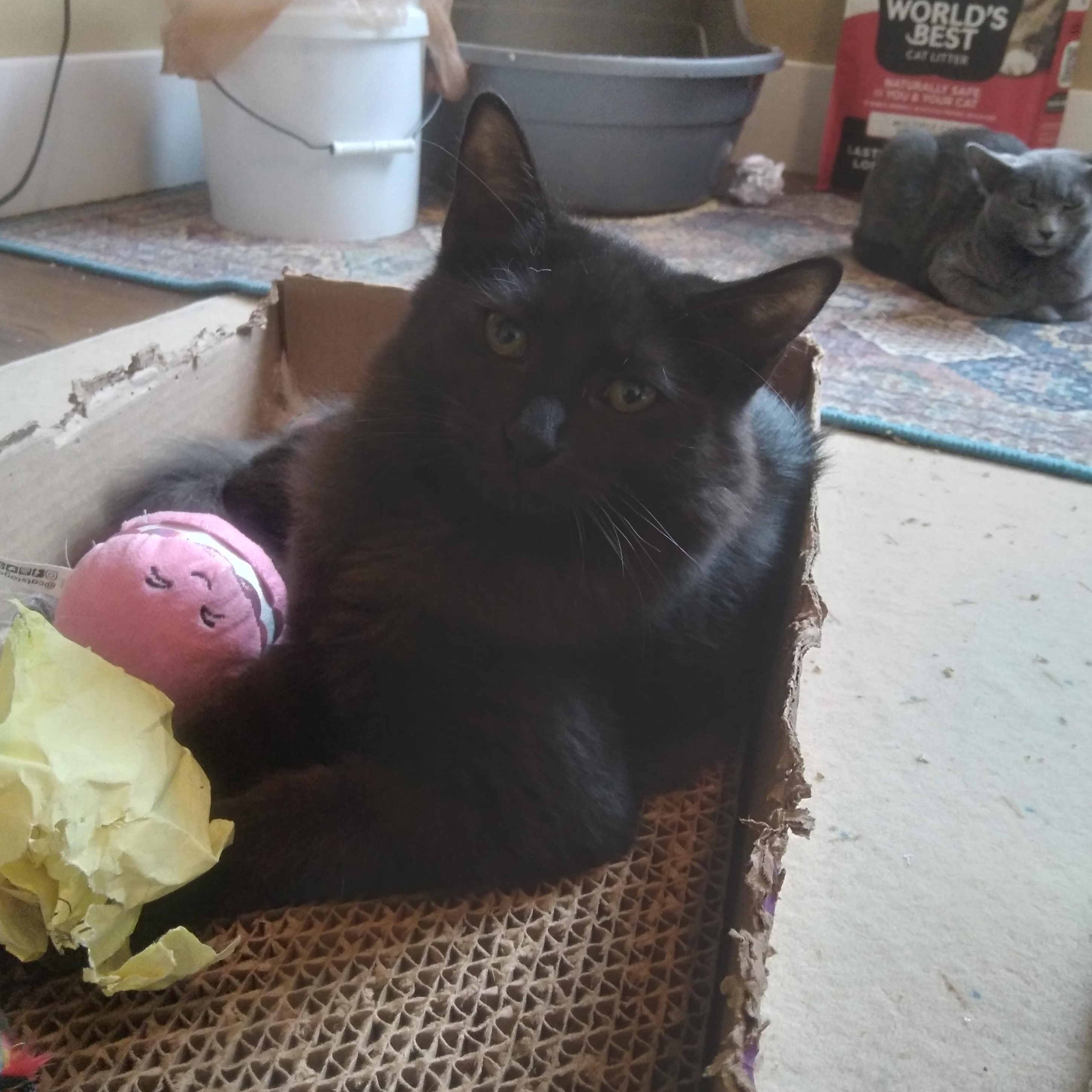 Fluffy (Must Be Adopted With Smokey), a Adoptable Domestic Medium Hair in Nashville, TN image 5/6