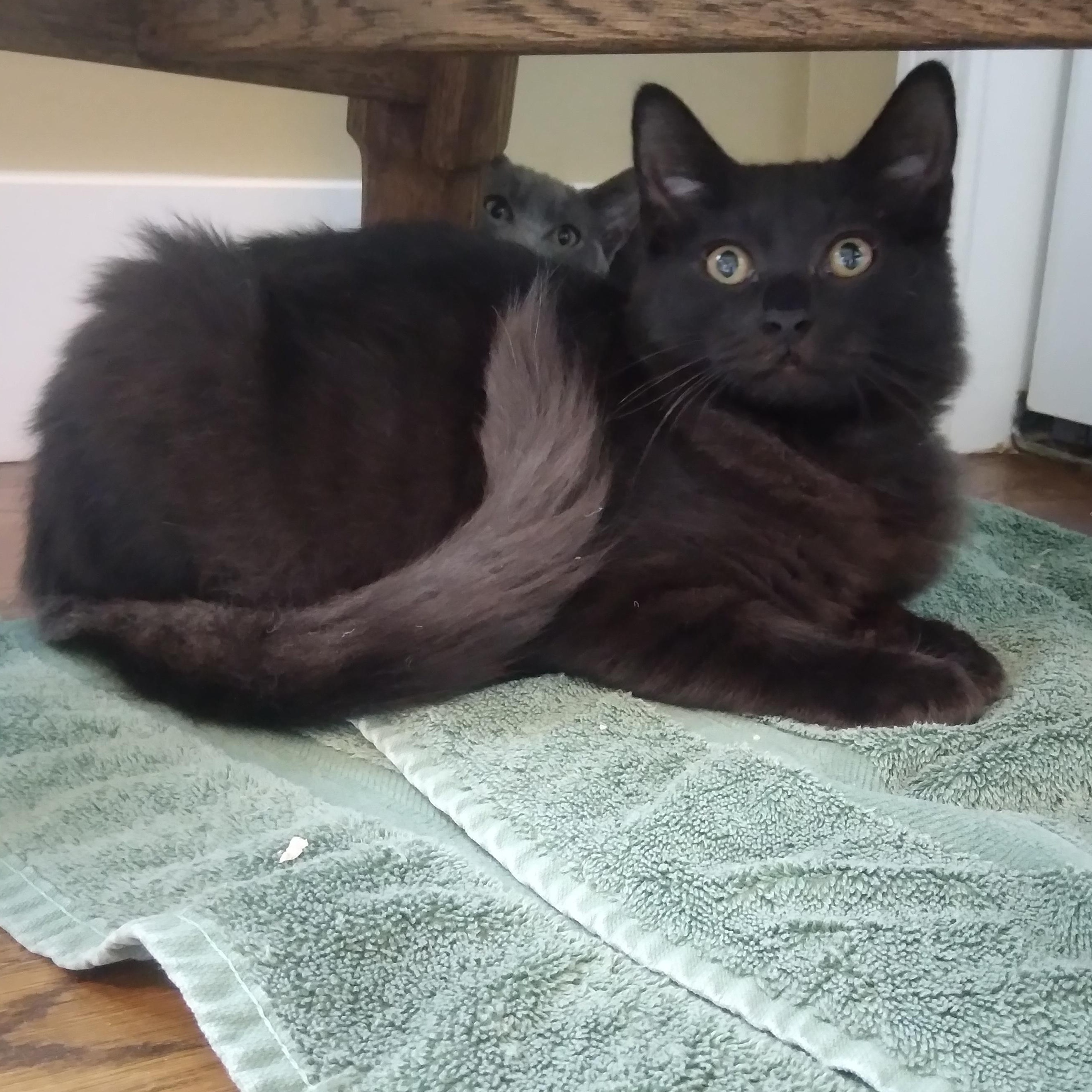 Fluffy (Must Be Adopted With Smokey), Adoptable, Kitten Female Domestic Medium Hair.