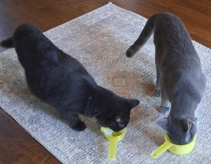Fluffy (Must Be Adopted With Smokey), a Adoptable Domestic Medium Hair in Nashville, TN image 3/6