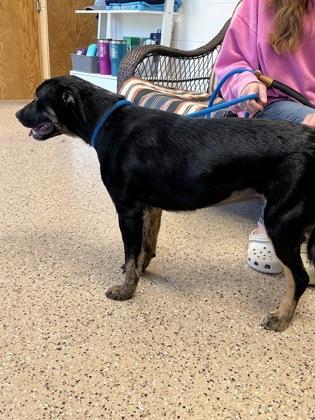 Harley, a Adoptable mixed breed in Fergus Falls, MN image 1/3