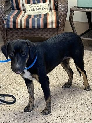 Harley, a Adoptable mixed breed in Fergus Falls, MN image 2/3