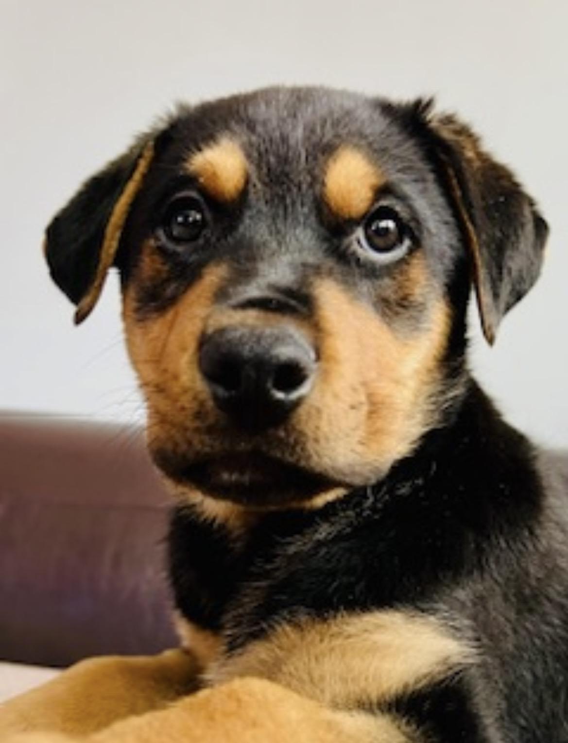 Enlarge Kevin, an adopted mixed breed in Kannapolis, NC image 2/6