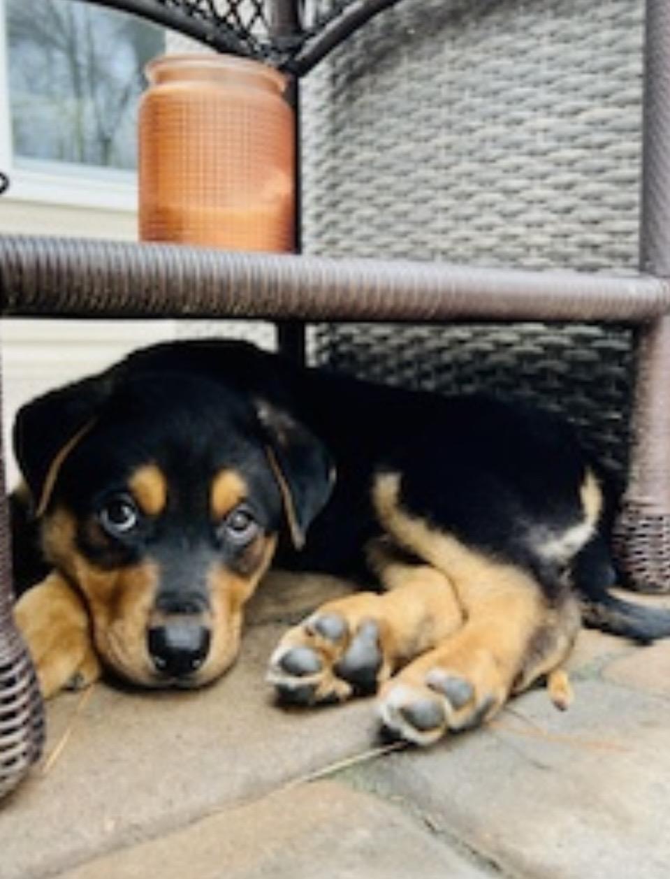 Enlarge Kevin, an adopted mixed breed in Kannapolis, NC image 6/6