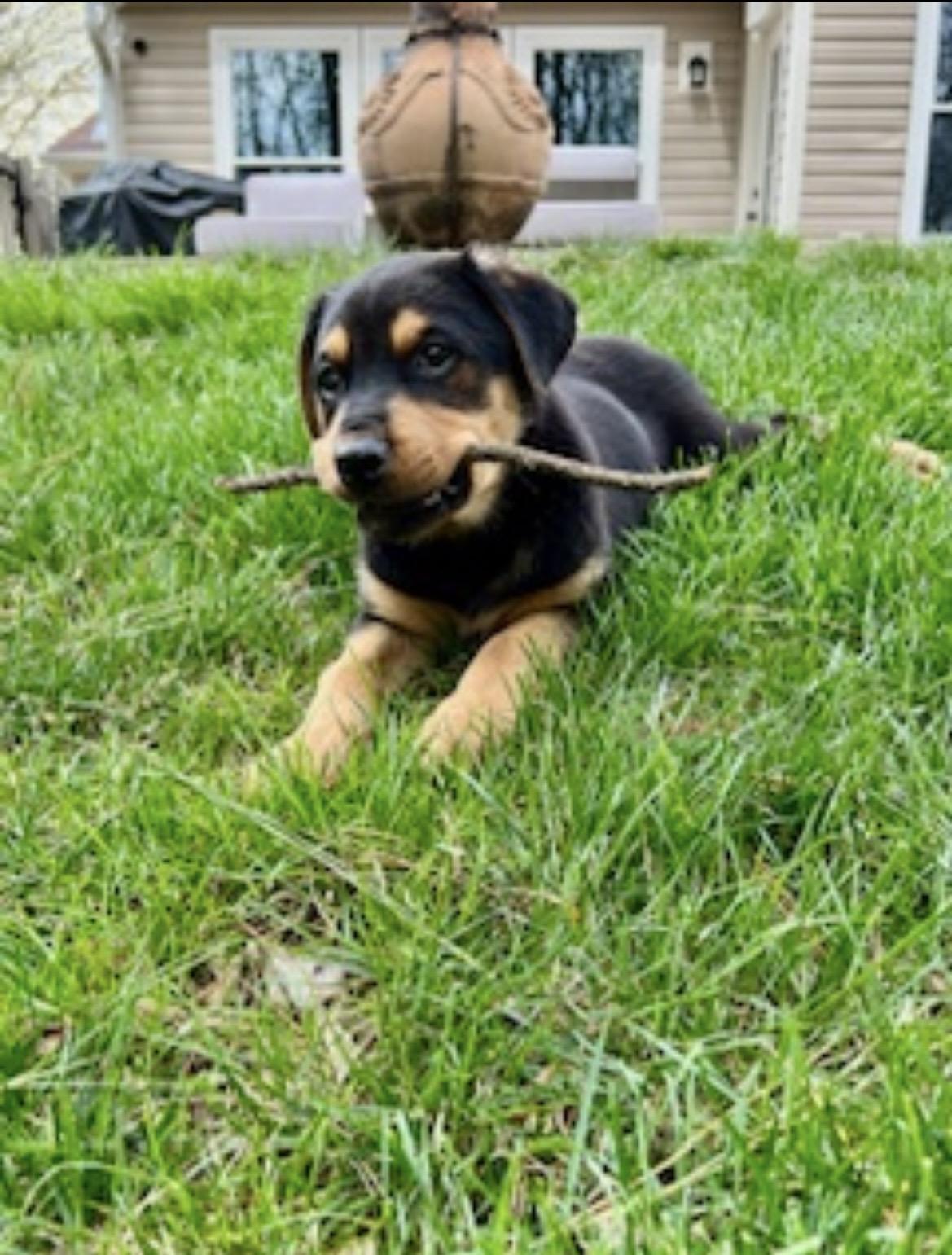Enlarge Kevin, an adopted mixed breed in Kannapolis, NC image 3/6