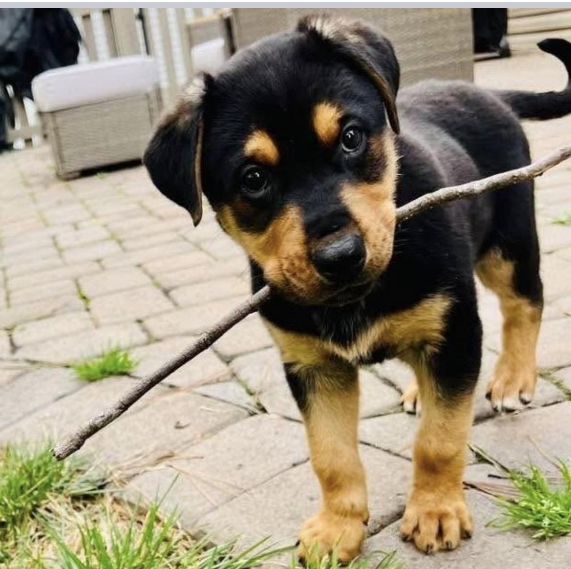 Enlarge Kevin, an adopted mixed breed in Kannapolis, NC image 5/6