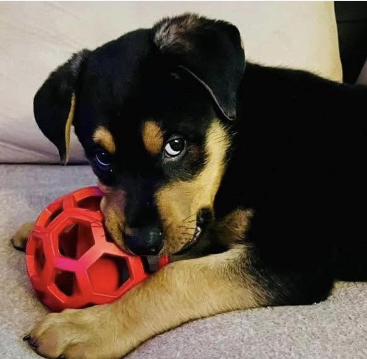 Kevin, adopted, Puppy Male Rottweiler & Shepherd.