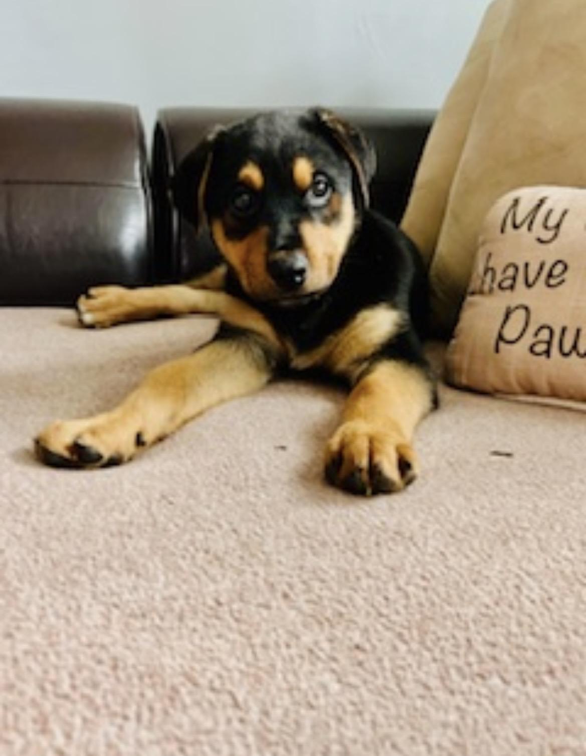 Enlarge Kevin, an adopted mixed breed in Kannapolis, NC image 4/6