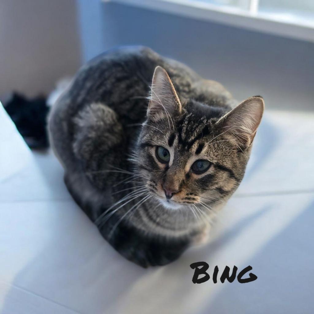 Enlarge Bing, a Adoptable mixed breed in Port Clinton, OH image 1/5