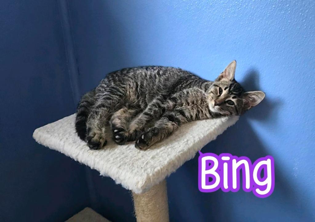 Enlarge Bing, a Adoptable mixed breed in Port Clinton, OH image 2/6