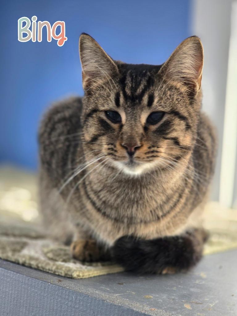 Enlarge Bing, a Adoptable mixed breed in Port Clinton, OH image 4/6