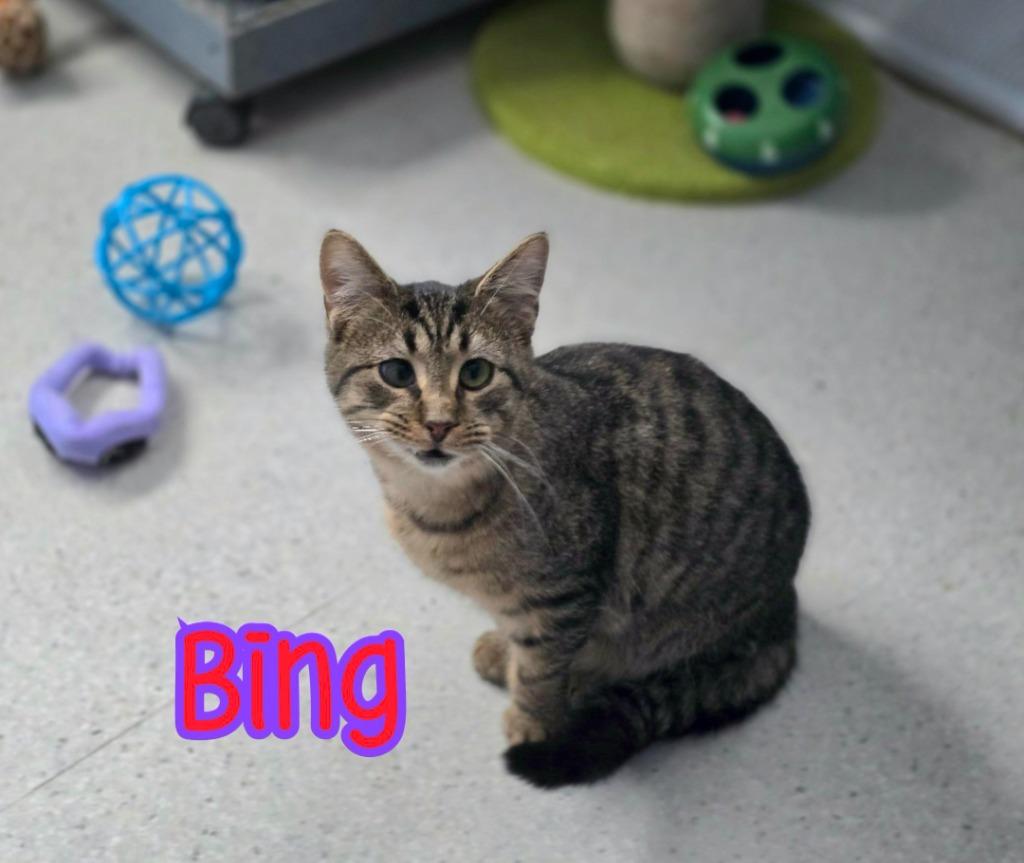 Enlarge Bing, a Adoptable mixed breed in Port Clinton, OH image 2/5
