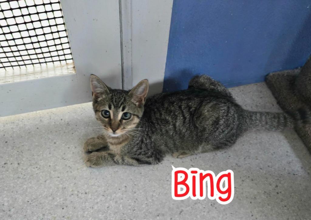 Enlarge Bing, a Adoptable mixed breed in Port Clinton, OH image 5/6