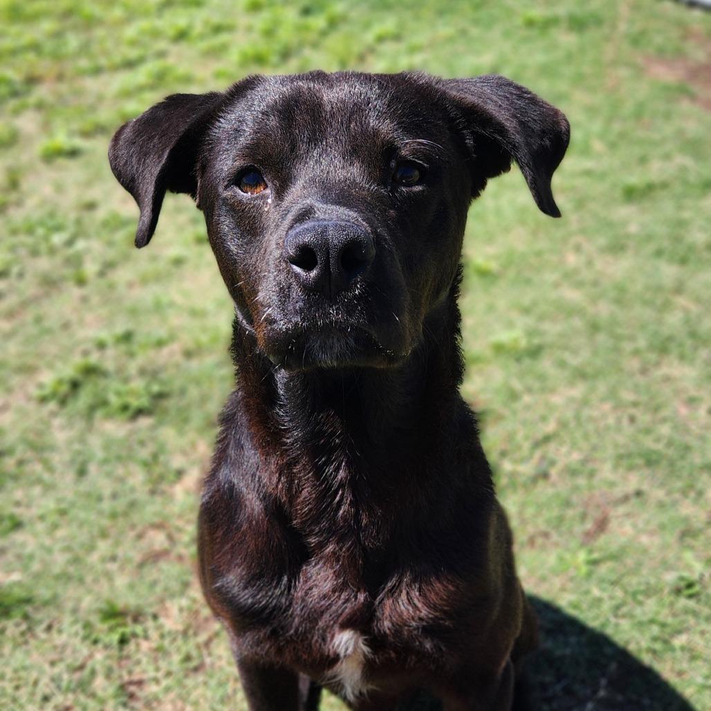 Enlarge Fergal, a Adoptable mixed breed in Norman, OK image 1/6