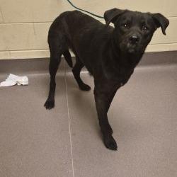 Enlarge Fergal, a Adoptable mixed breed in Norman, OK image 2/6