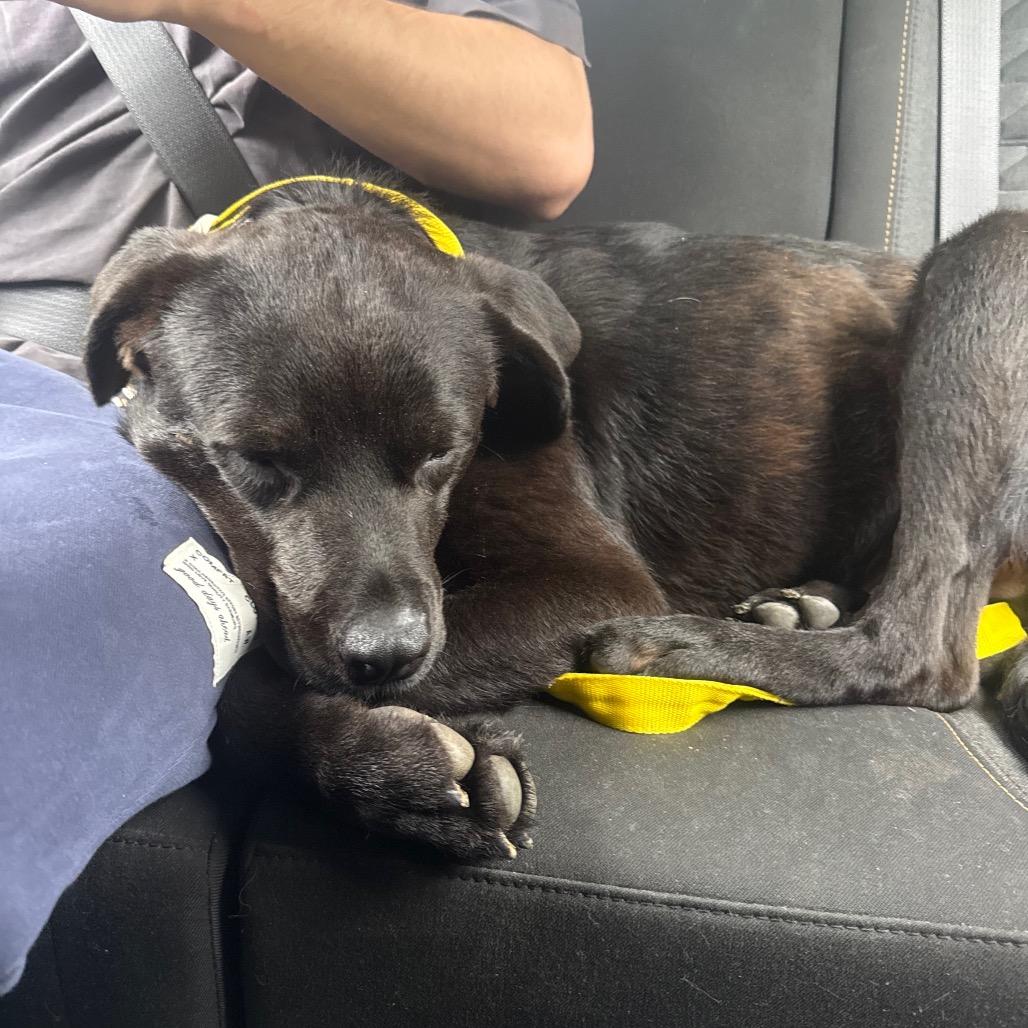 Enlarge Fergal, a Adoptable mixed breed in Norman, OK image 3/6