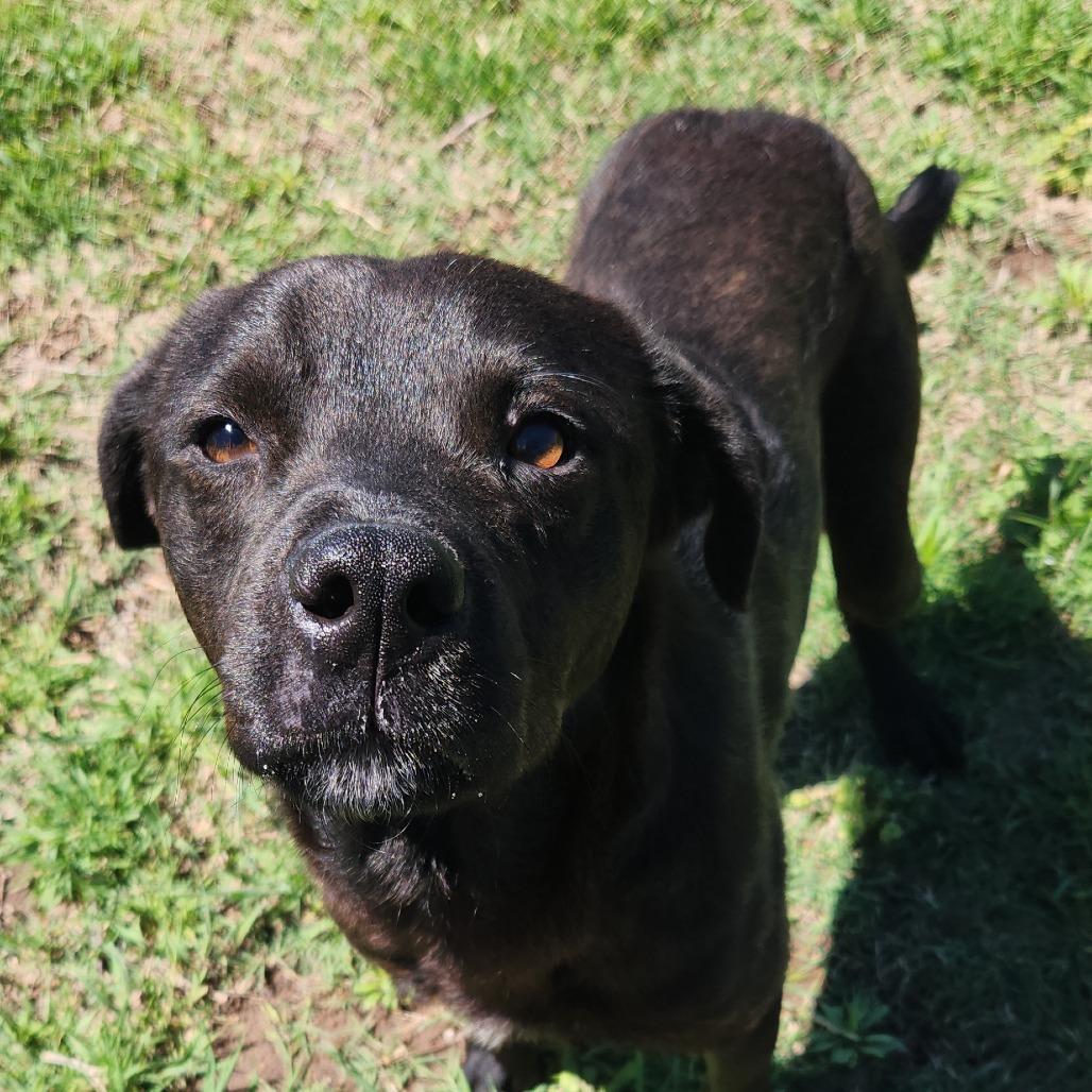 Enlarge Fergal, a Adoptable mixed breed in Norman, OK image 4/6