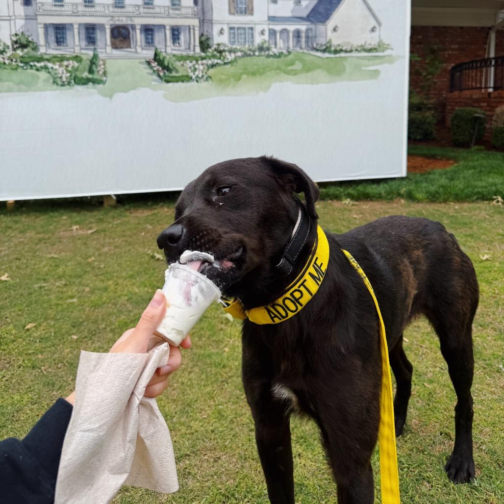 Enlarge Fergal, a Adoptable mixed breed in Norman, OK image 5/6