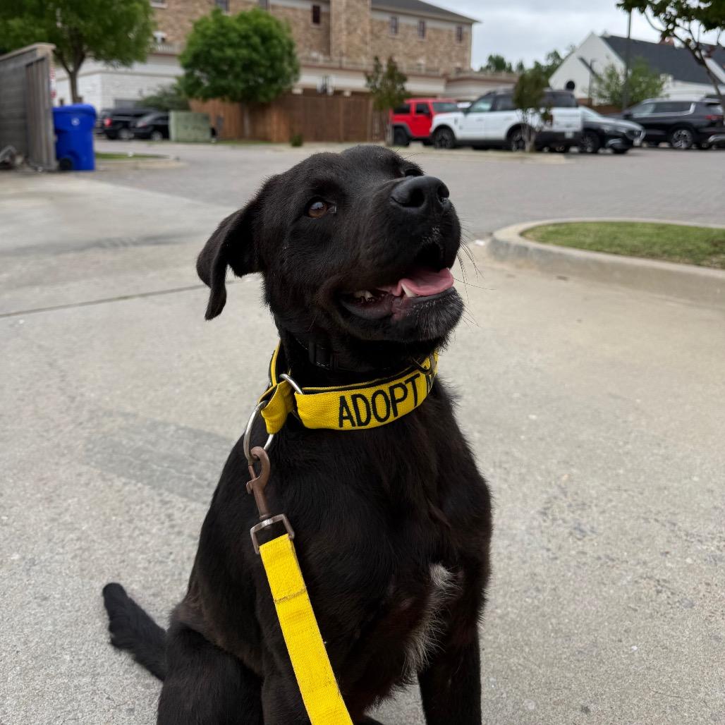 Enlarge Fergal, a Adoptable mixed breed in Norman, OK image 6/6
