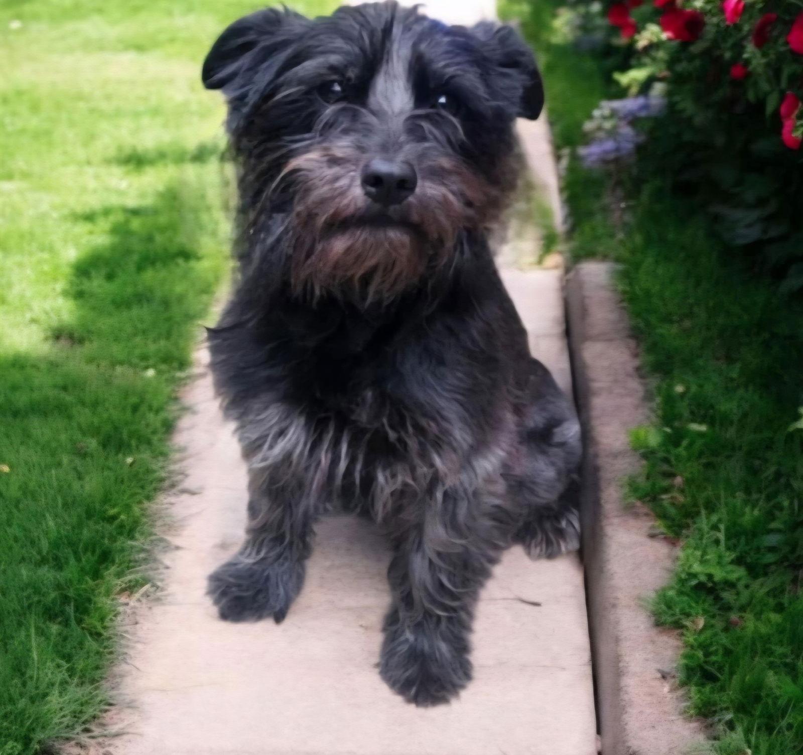 Pebbles, Adopted, Adult Female Mixed Breed.