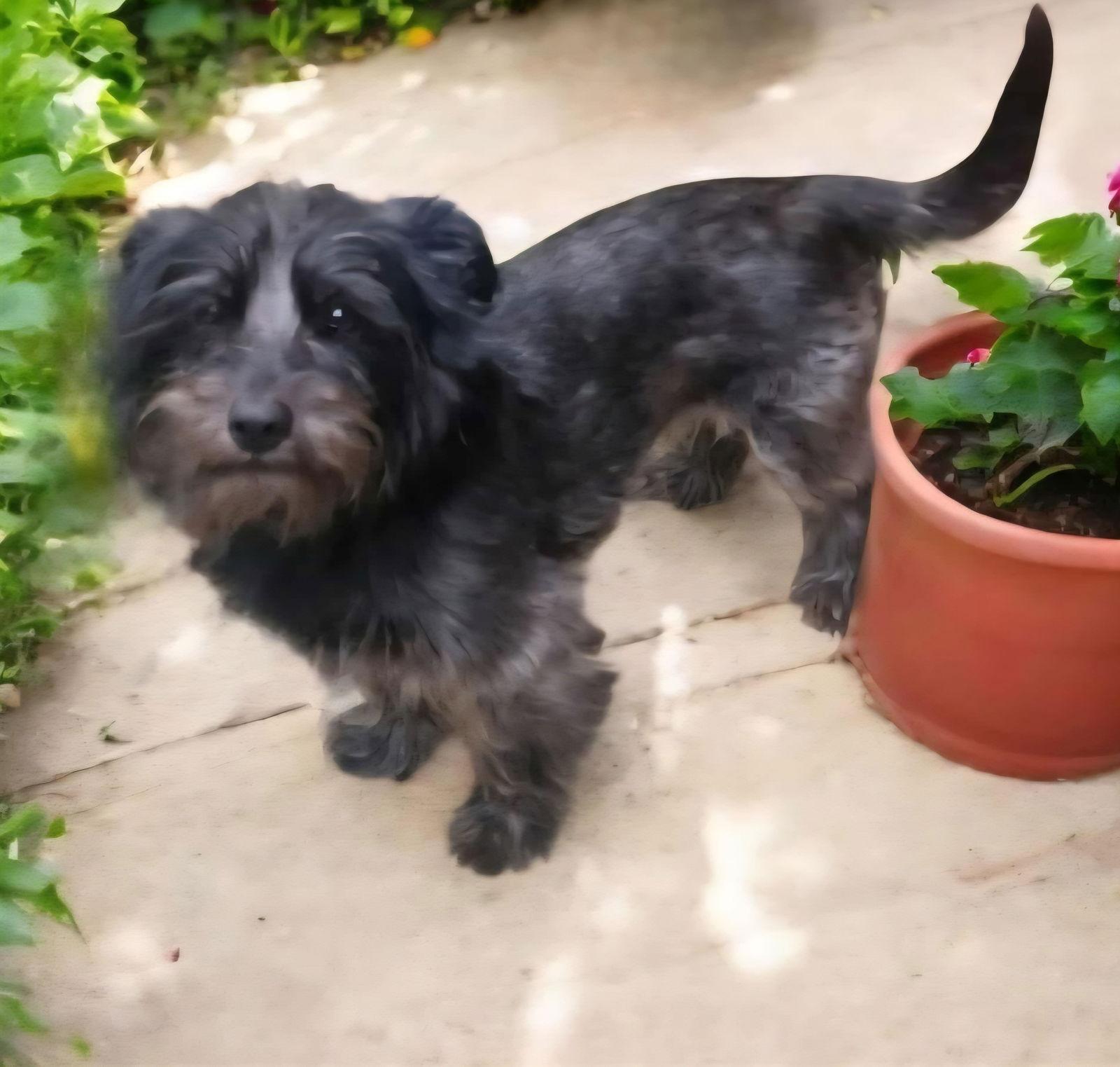 Enlarge Pebbles, a Adopted Mixed Breed in Fairmont, WV image 2/2