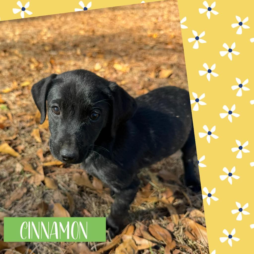 Cinnamon, Adoptable, Puppy Female Labrador Retriever & Mixed Breed.