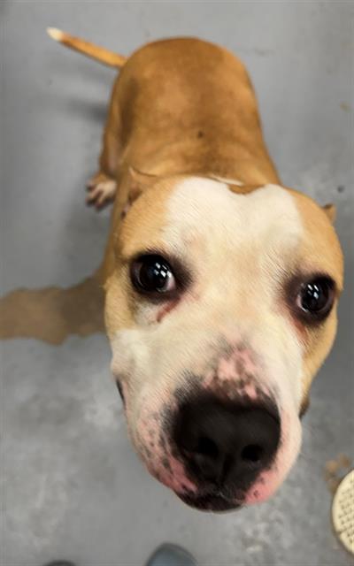 Enlarge PANCAKE, a Adoptable Pit Bull Terrier in Peoria, IL image 1/1