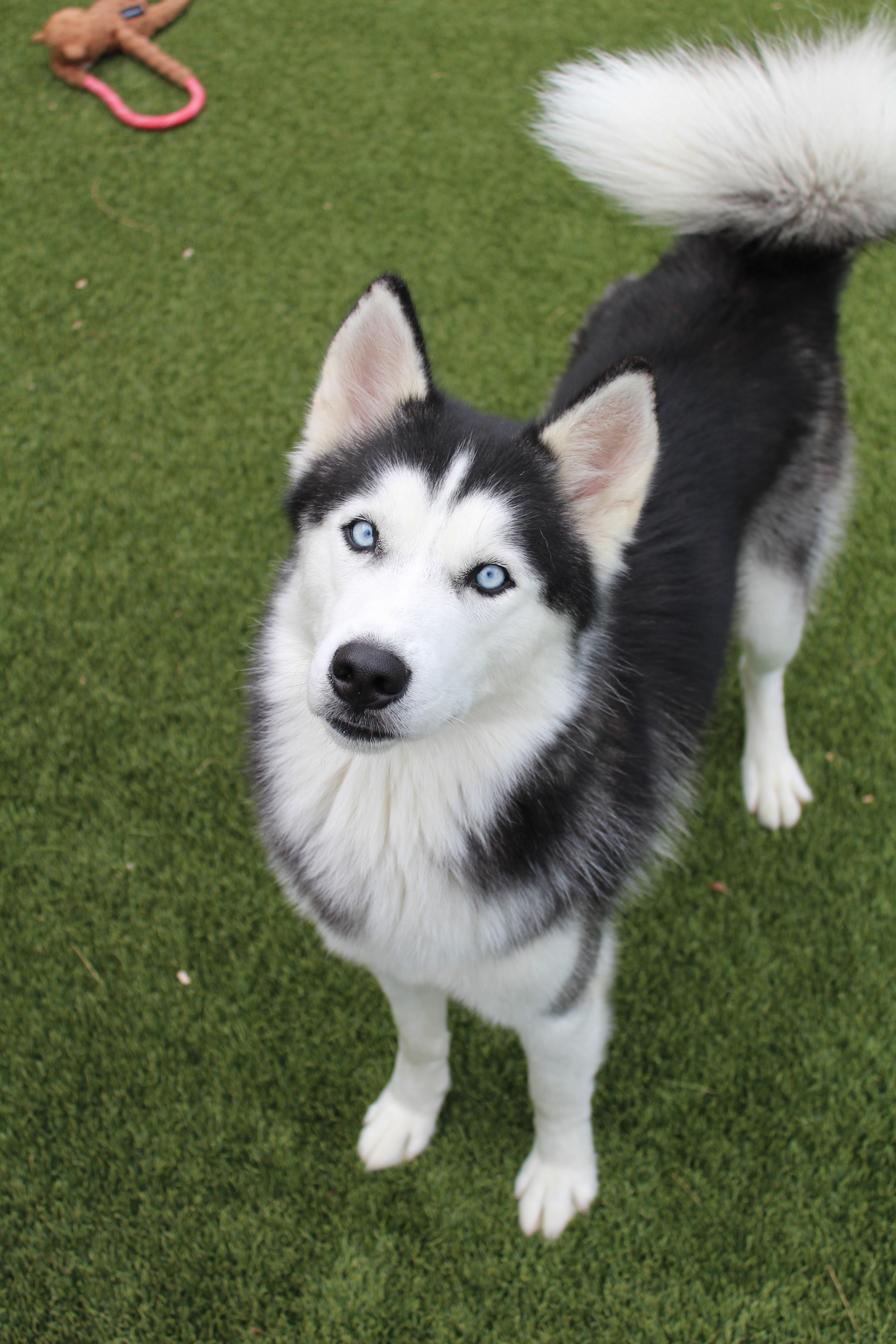 Enlarge Rowdy, a Adopted Husky in Lake Dallas, TX image 1/1