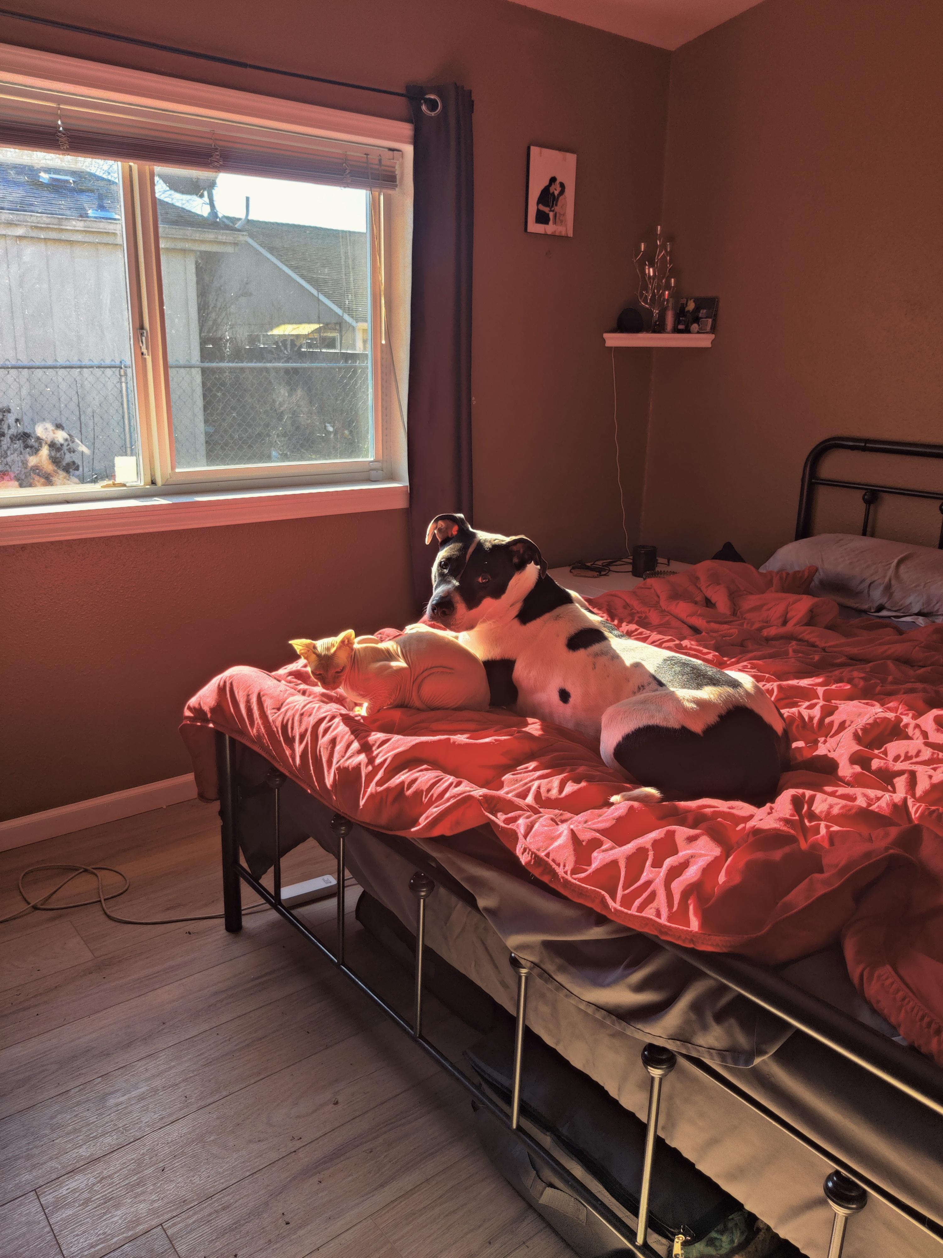 Ellie, a Adopted mixed breed in Salem, OR image 2/3