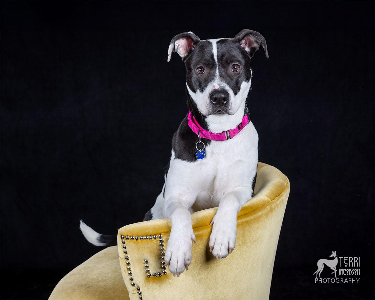 Ellie, a Adopted mixed breed in Salem, OR image 1/3
