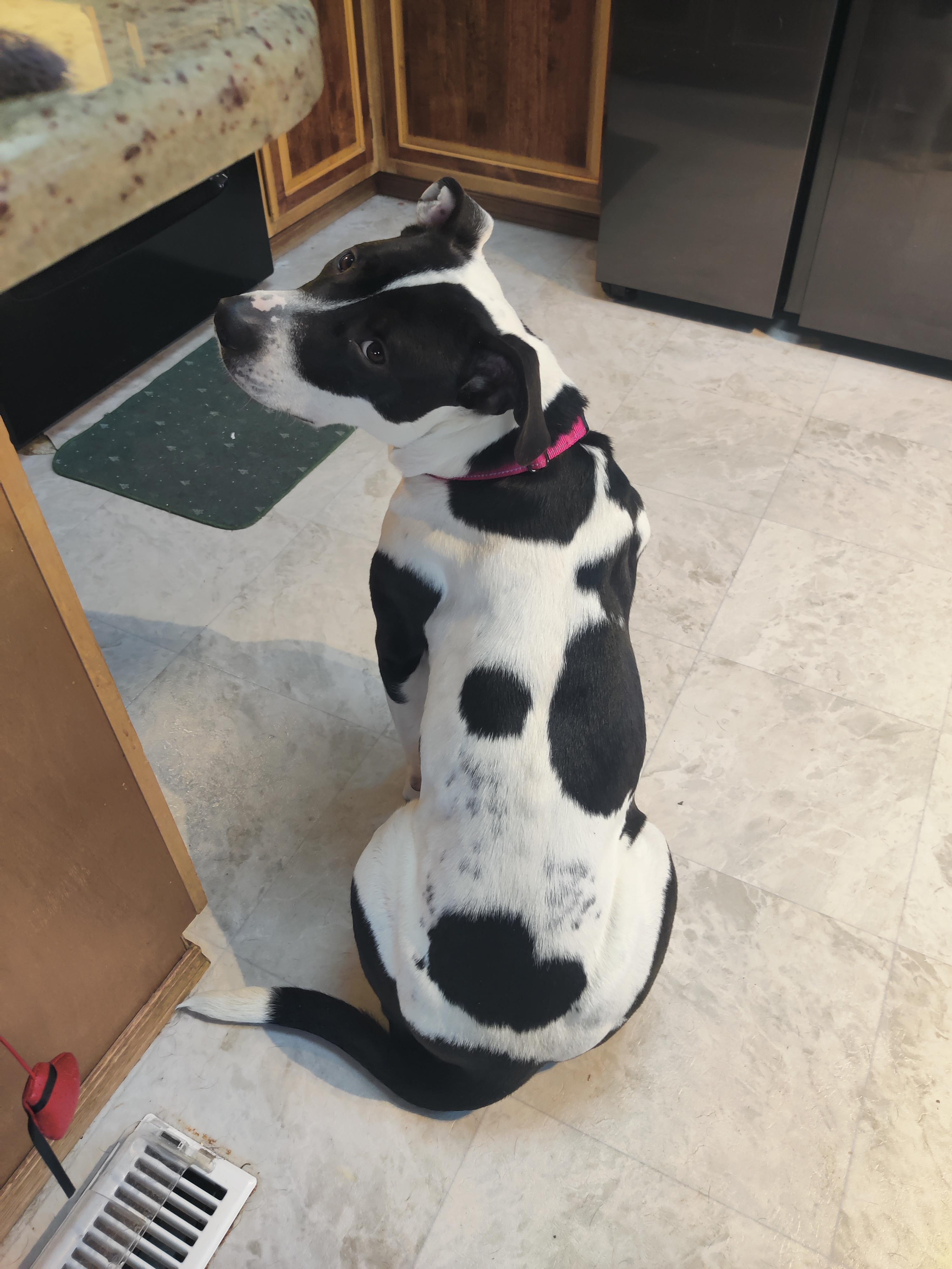 Ellie, a Adopted mixed breed in Salem, OR image 3/3