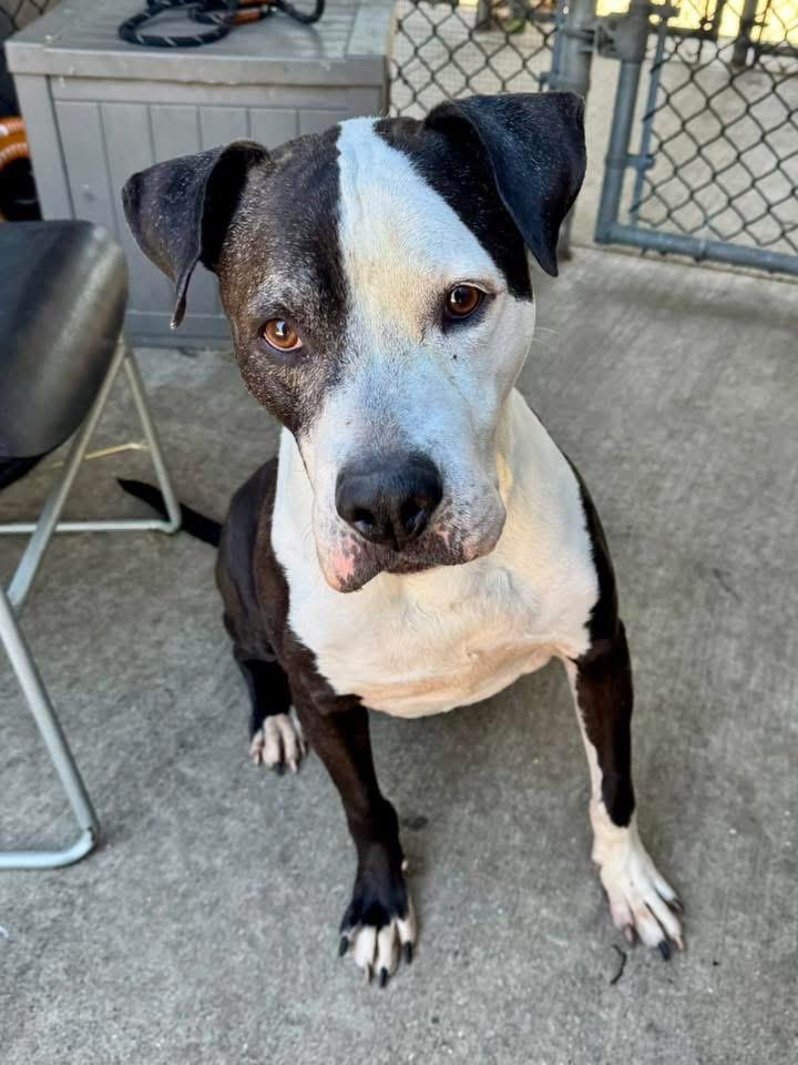 Enlarge Domino, a ADOPTABLE Pit Bull Terrier in Chicago, IL image 3/5