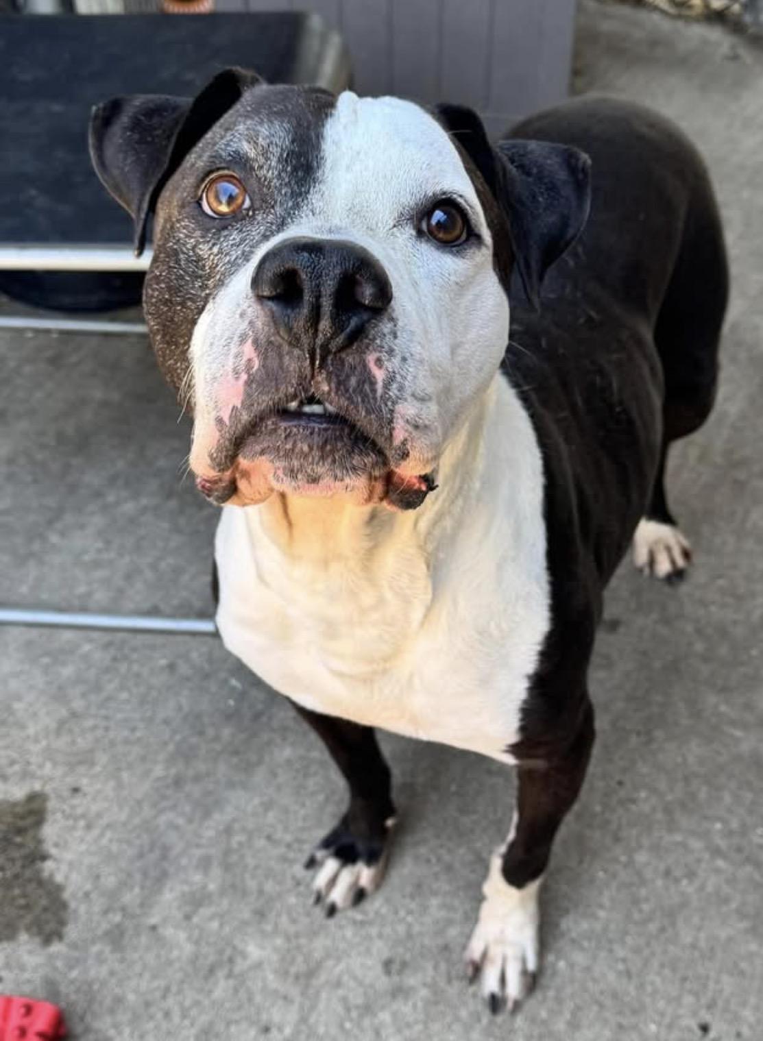 Domino, ADOPTABLE, Senior Male Pit Bull Terrier.