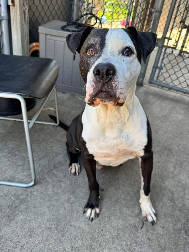 Enlarge Domino, a ADOPTABLE Pit Bull Terrier in Chicago, IL image 2/5