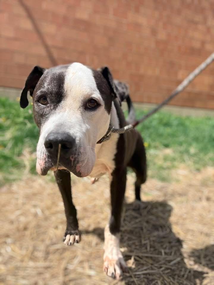 Enlarge Domino, a ADOPTABLE Pit Bull Terrier in Chicago, IL image 4/5